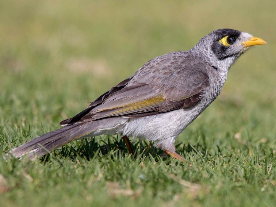 看到黑头矿鸟（noisy miner）的第一反应：有没有撞针、威震天、界标鸟塑（撞针可能是最noisy的那个，另外两位都比较文静） ​