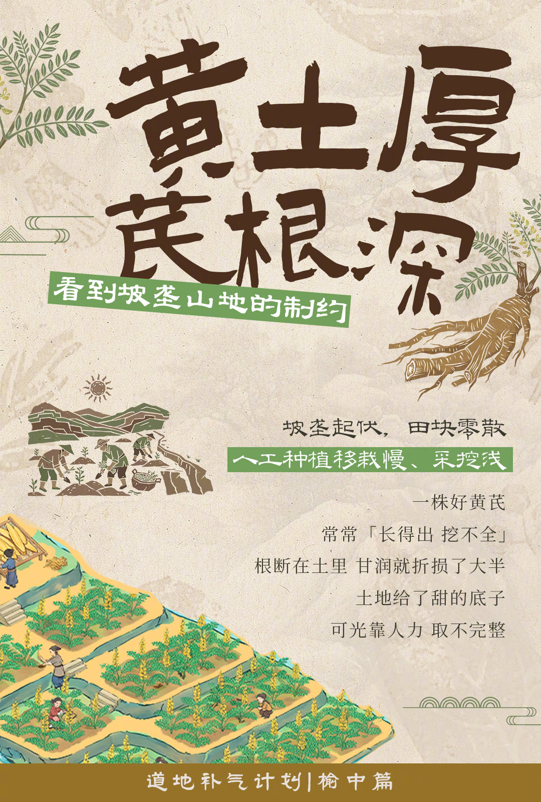 🌾黄土高原的惊喜，不止甘甜瓜果
深埋土层的黄芪，是这片土地馈赠的道地物产
从移栽、植保到采挖，三星科技新农机贯穿黄芪生长全程
一味“甘”，从土地走向产业，也走向更多人的生活
#三星分享村庄新图鉴# #道地补气计划# ​
