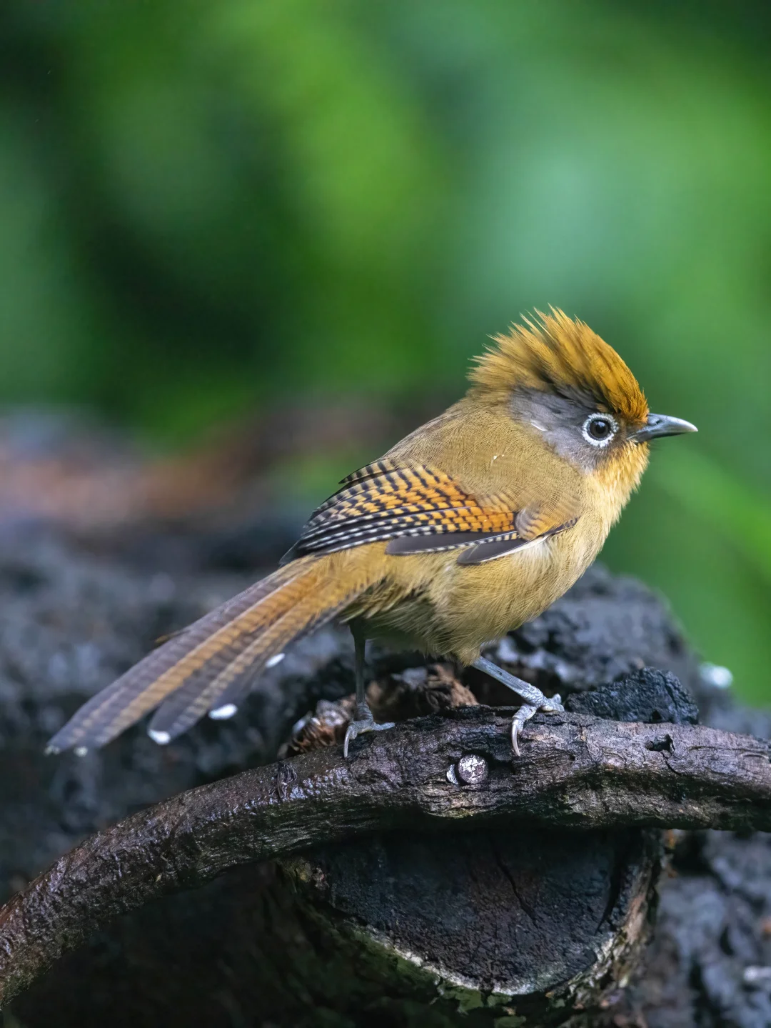 精神抖擞的黄毛小子：白眶斑翅鹛