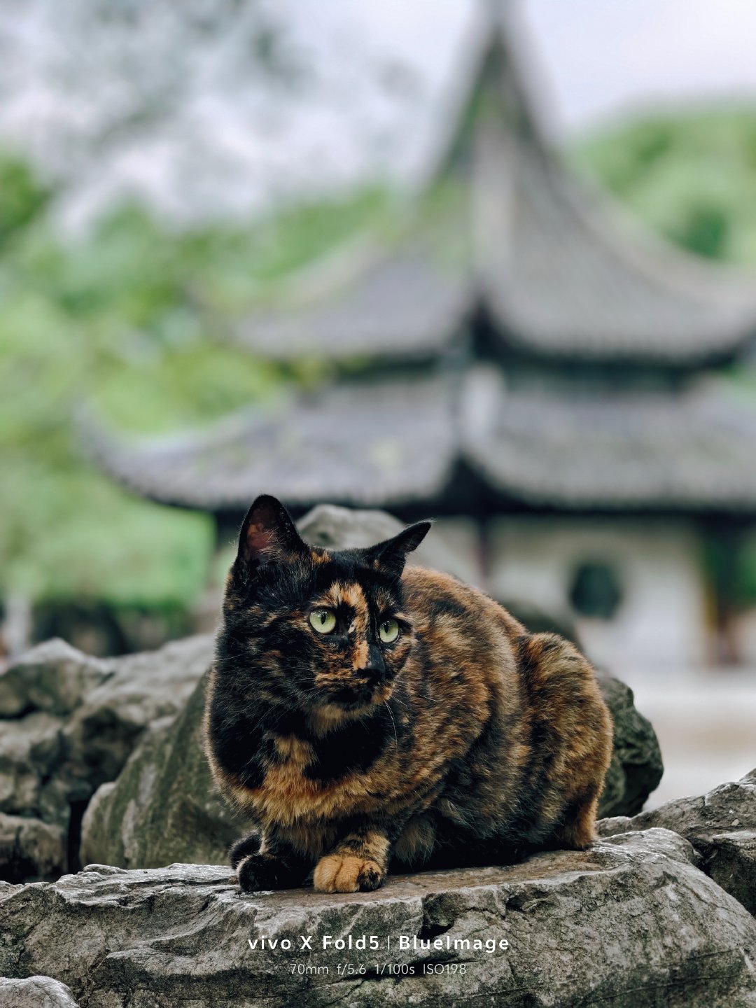 被猫治愈的瞬间

看猫心情会变好，像极了我周末和平常不想上班的样子，果然人类不能没有小猫。

📷vivo X Fold5

#vivo[超话]##微博影像年##一路出片##米拍青影共创计划##我用vivo巨出片#  ​