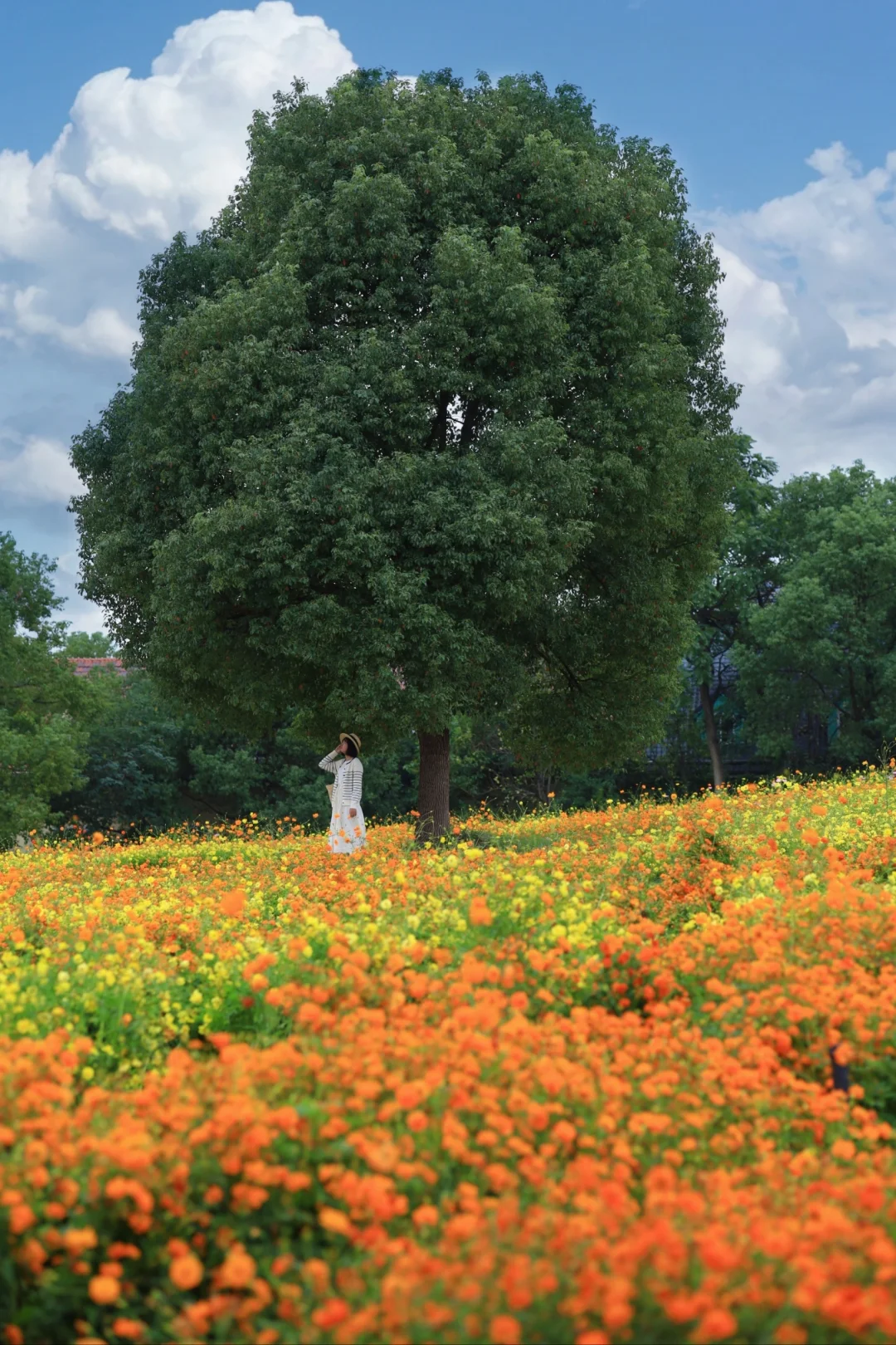 我宣布这是武汉赏花界顶流❗️童话花海美哭
