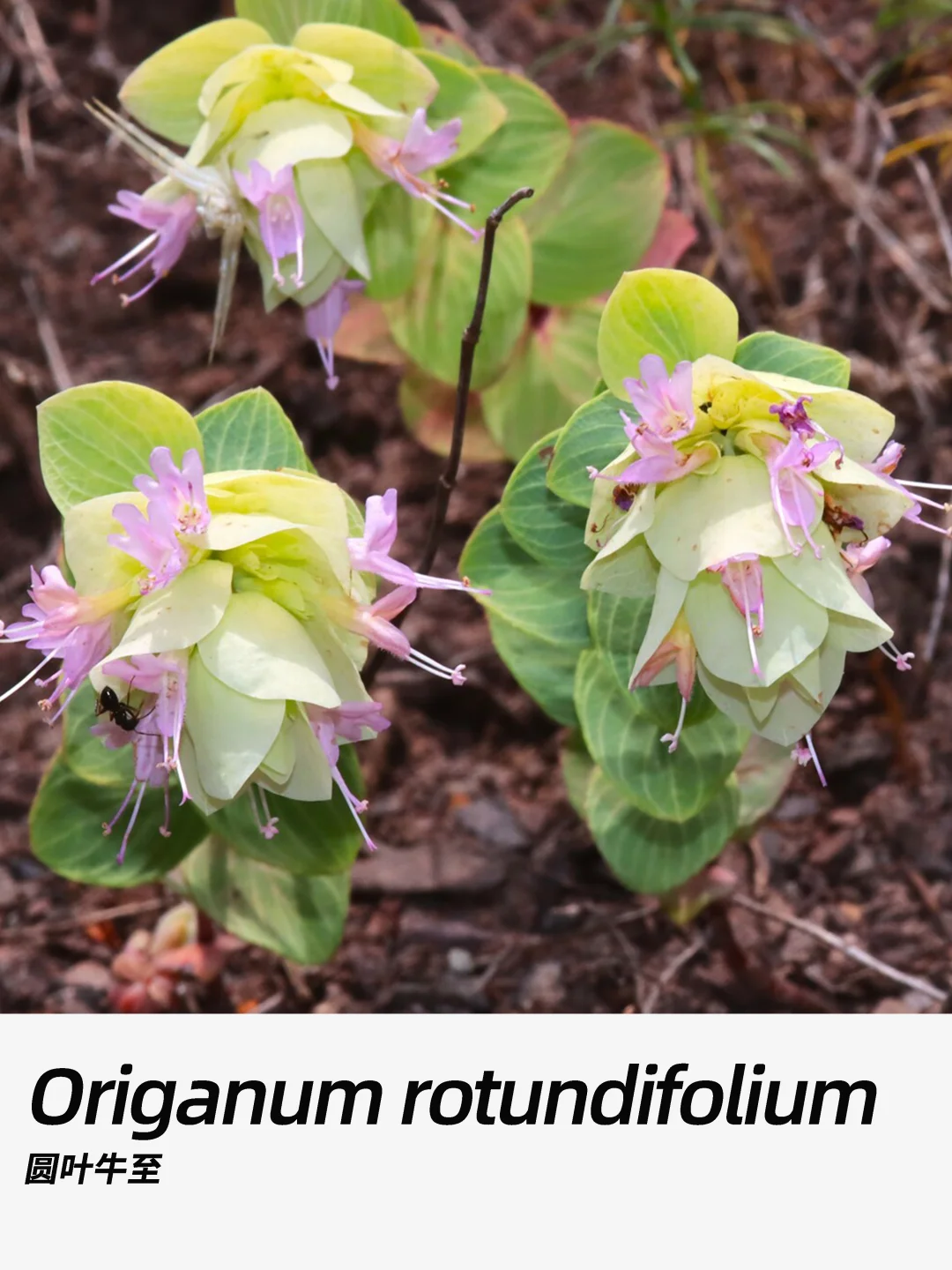 带你每天认识一种花材403｜圆叶牛至