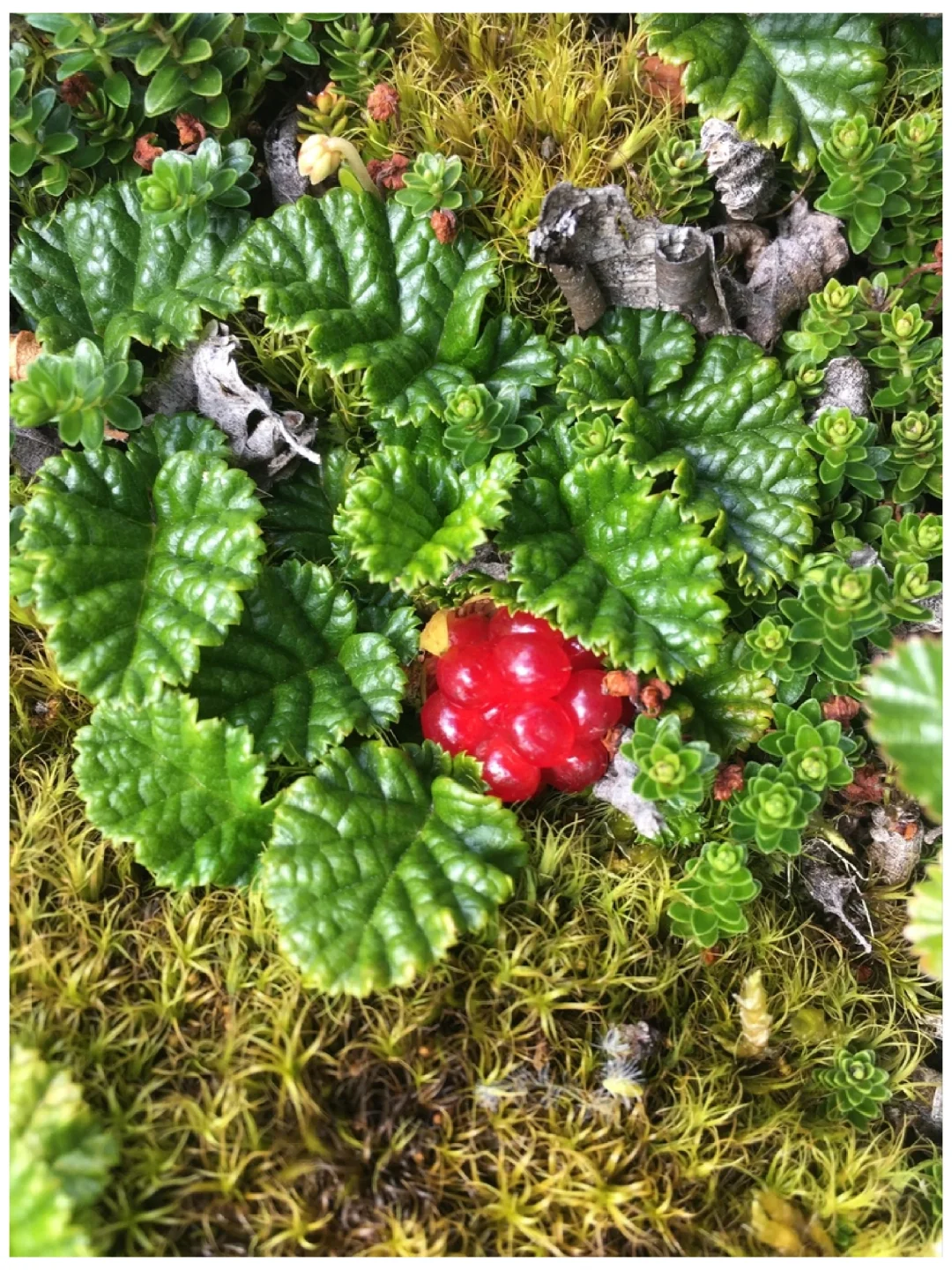 美味浆果～麦哲伦莓rubus geoides