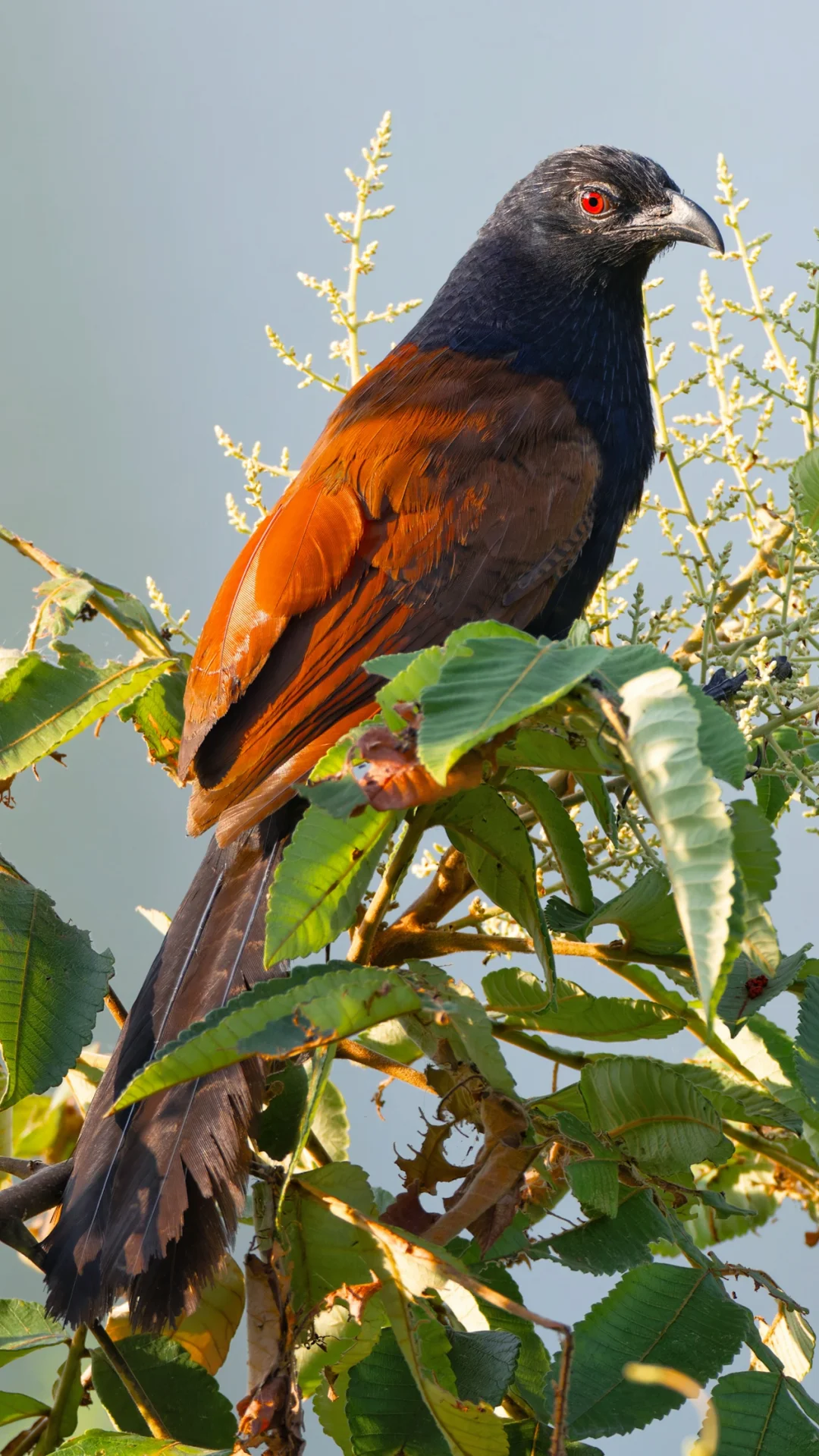 褐翅鸦鹃的血色眼神
