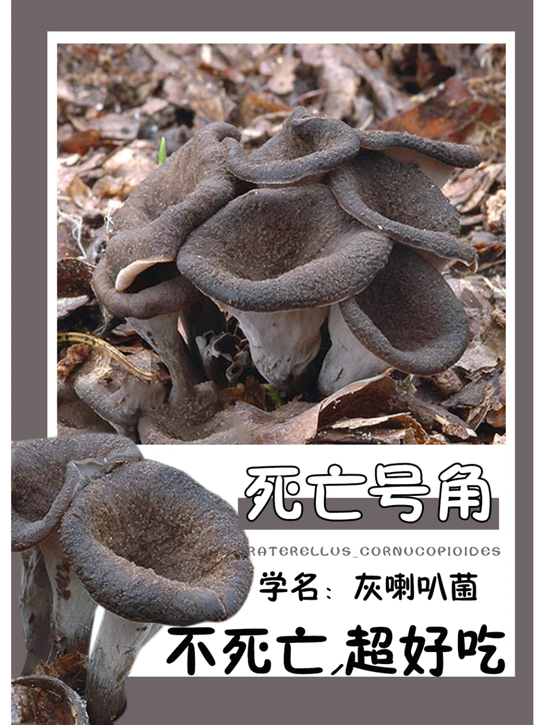 吃完不会躺板板~