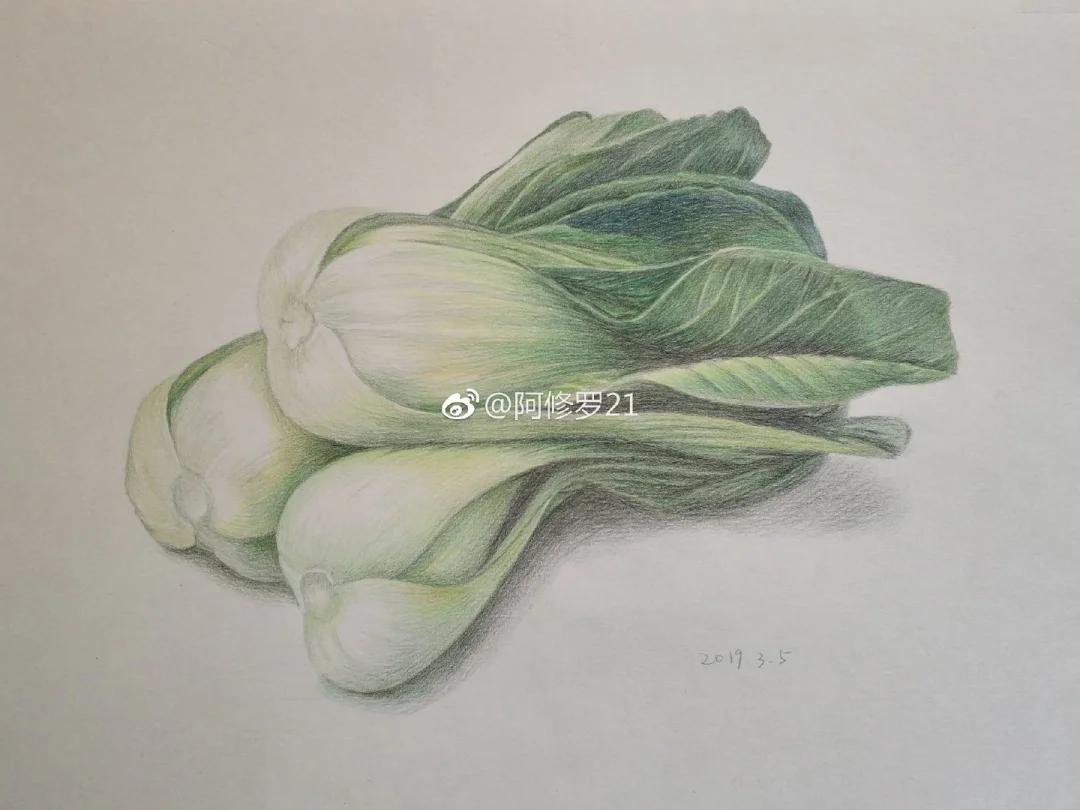 彩铅临摹，小白菜。绿辉水溶(当然没溶)+高尔乐彩铅纸。