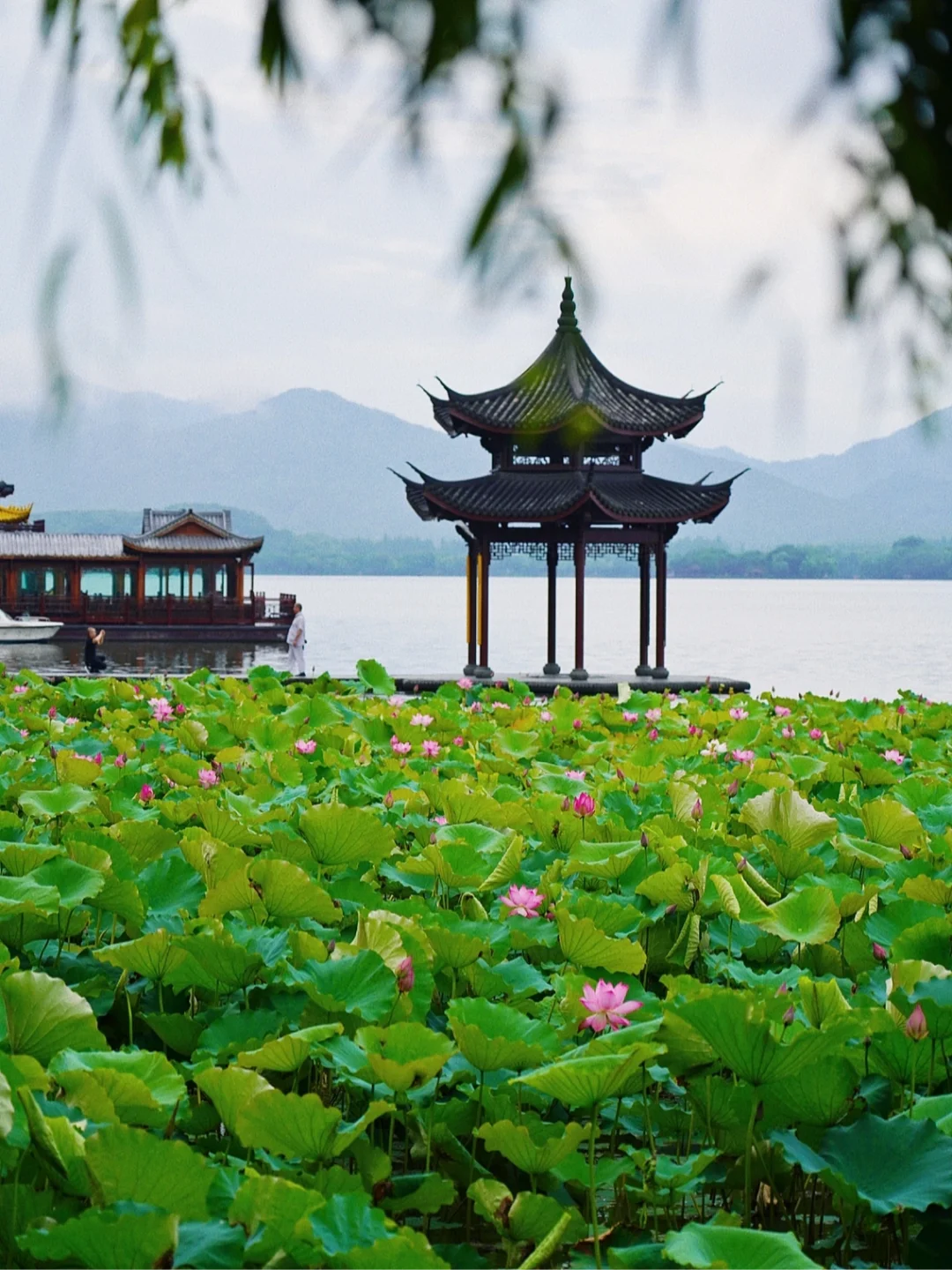 《关于5点钟起床去西湖拍荷花这件事》