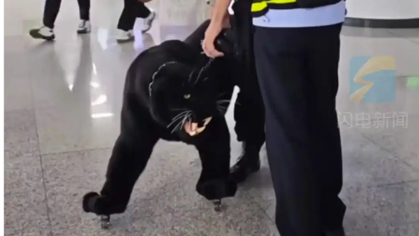 济南地铁“黑豹事件”：我把所有离谱答案都想遍了，唯独没猜对最后那个

国庆前的济南地铁，愣是凭着一个行李箱，把全网网友的脑洞直接干到了“人类想象力天花板”之外。

事情的起源，是一位乘客在地铁车厢里随手拍下的一段画面：地面上有个通体漆黑、带着清晰豹纹轮廓的物件，正顺着轨道方向稳稳当当地往前滑，没有任