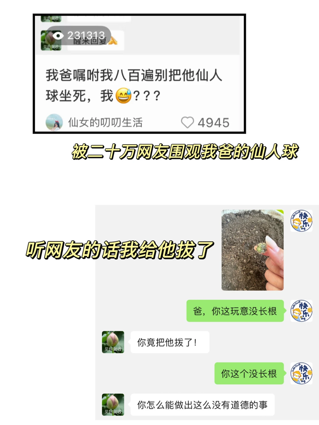 被二十万人围观的仙人球，听网友话我给拔了！