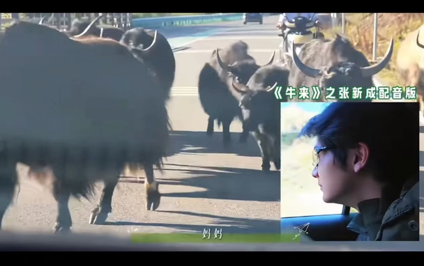《牛来》之张新成配音