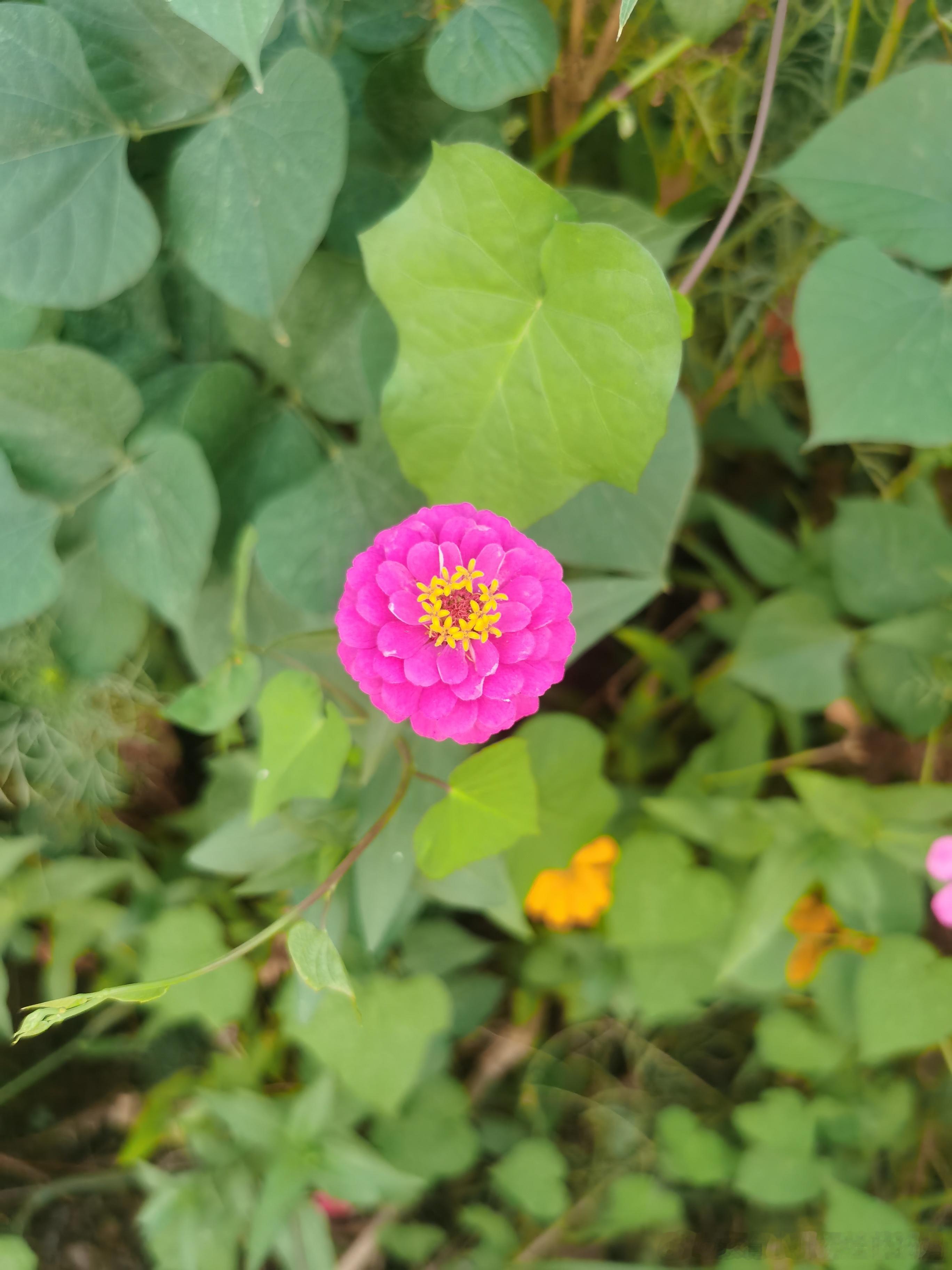 #生活手记# 
这两天娃忙着集训和学习，没有用到到我的地方，去菜园打理下回家休息。抽空追了下剧，看了下大火的#早春晴朗# ，女主孙千还是很不错的，几年前迎风的青春让爸妈离婚的剧情记住她了，很有灵气。回归剧情，很拉扯，我们这些中年人看下得了了，男女主的关系现实中应该会是悲剧才对，刚出社会 ​
