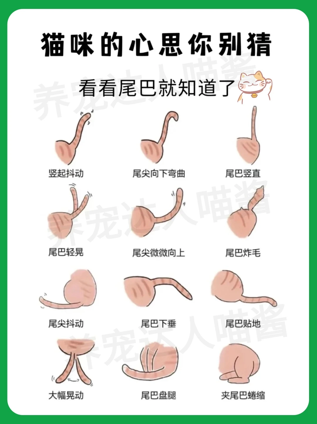 猫咪的心思你别猜，看看尾巴就知道了