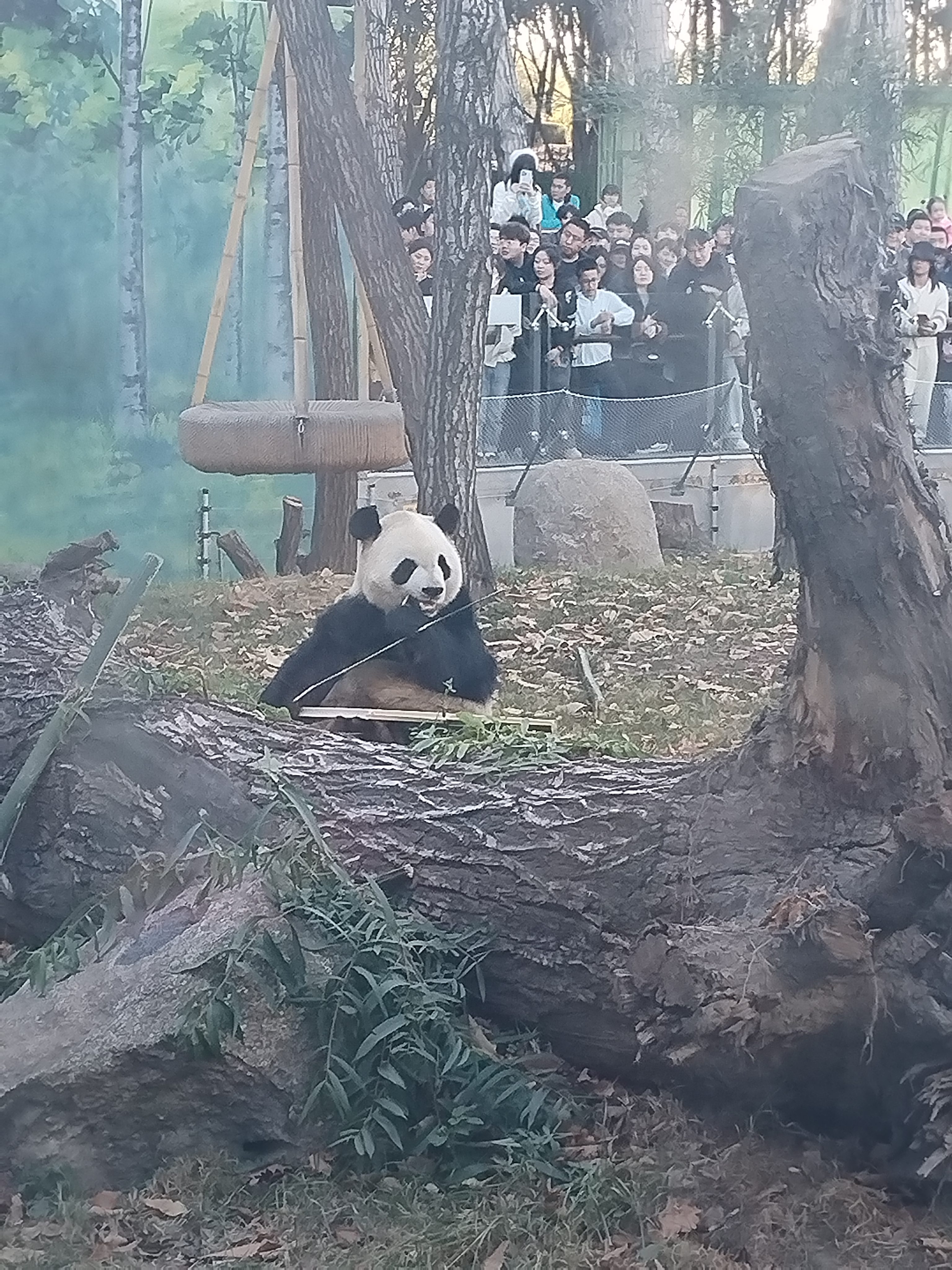 不是凯尔特人，就是雷霆队。