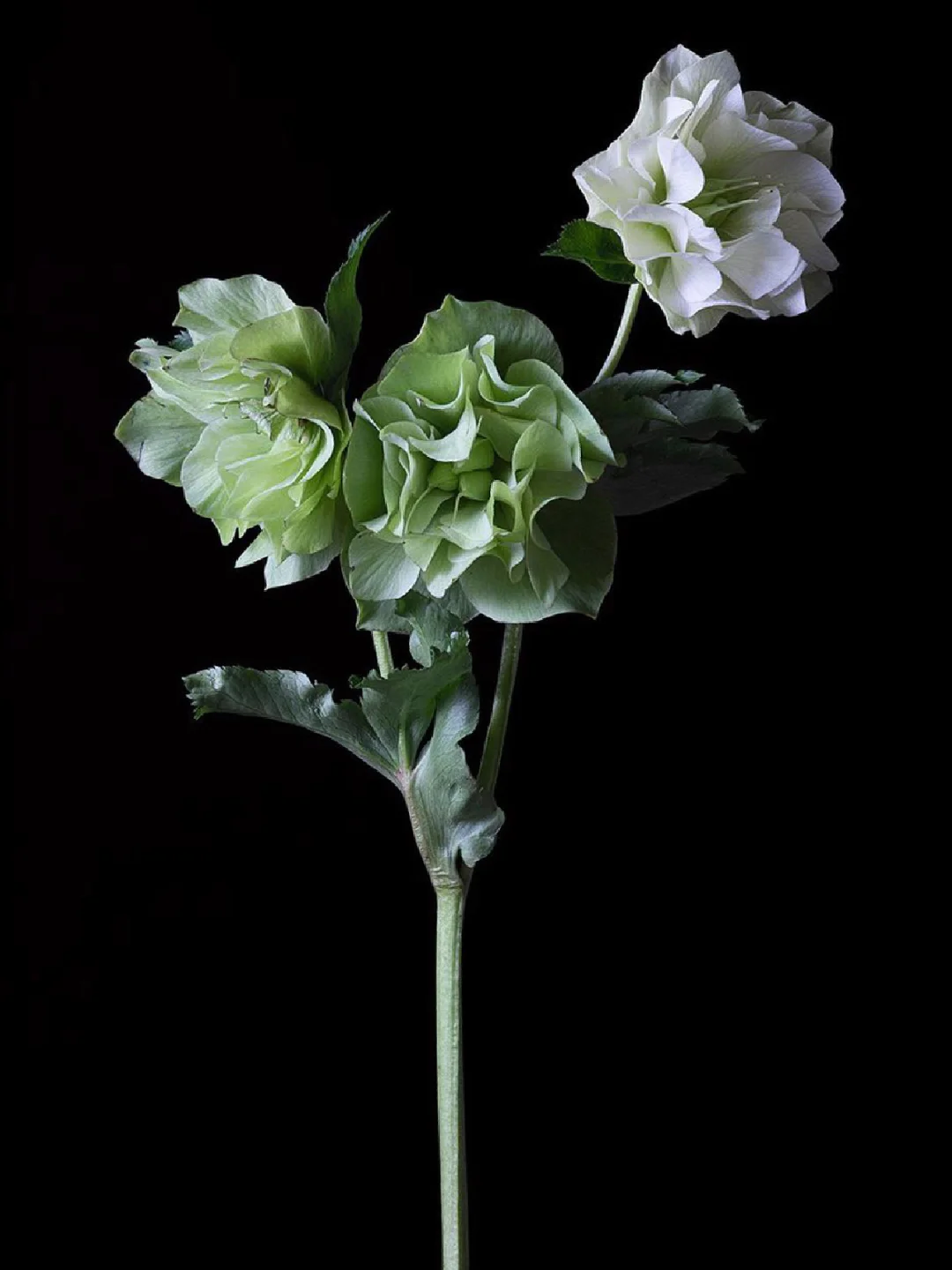 带你每天认识一种花材208｜白绿色重瓣菟葵