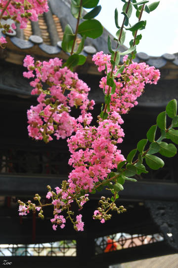 閒看庭前花開花落