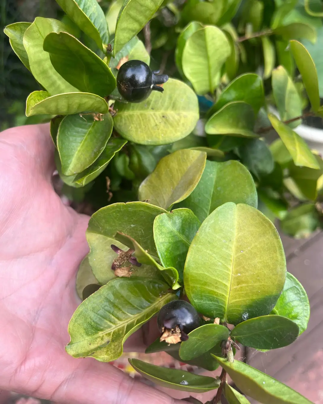 结果了！稀有桃金娘Eugenia itaguahiensis