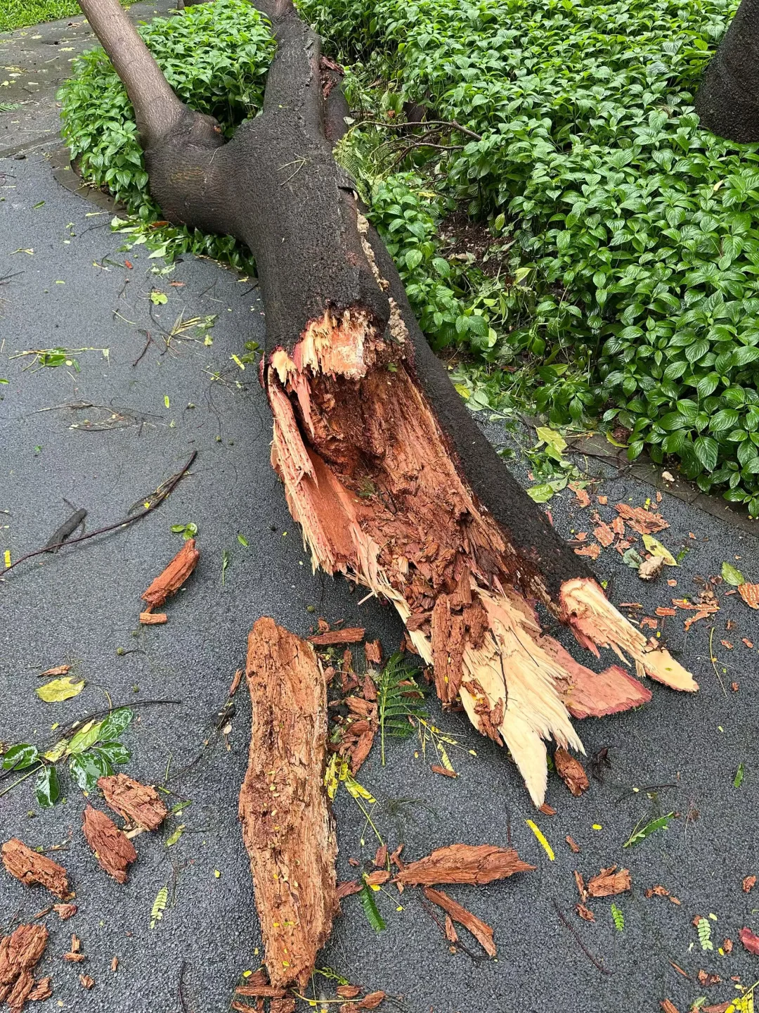 台风过后的深圳，树都吹倒了