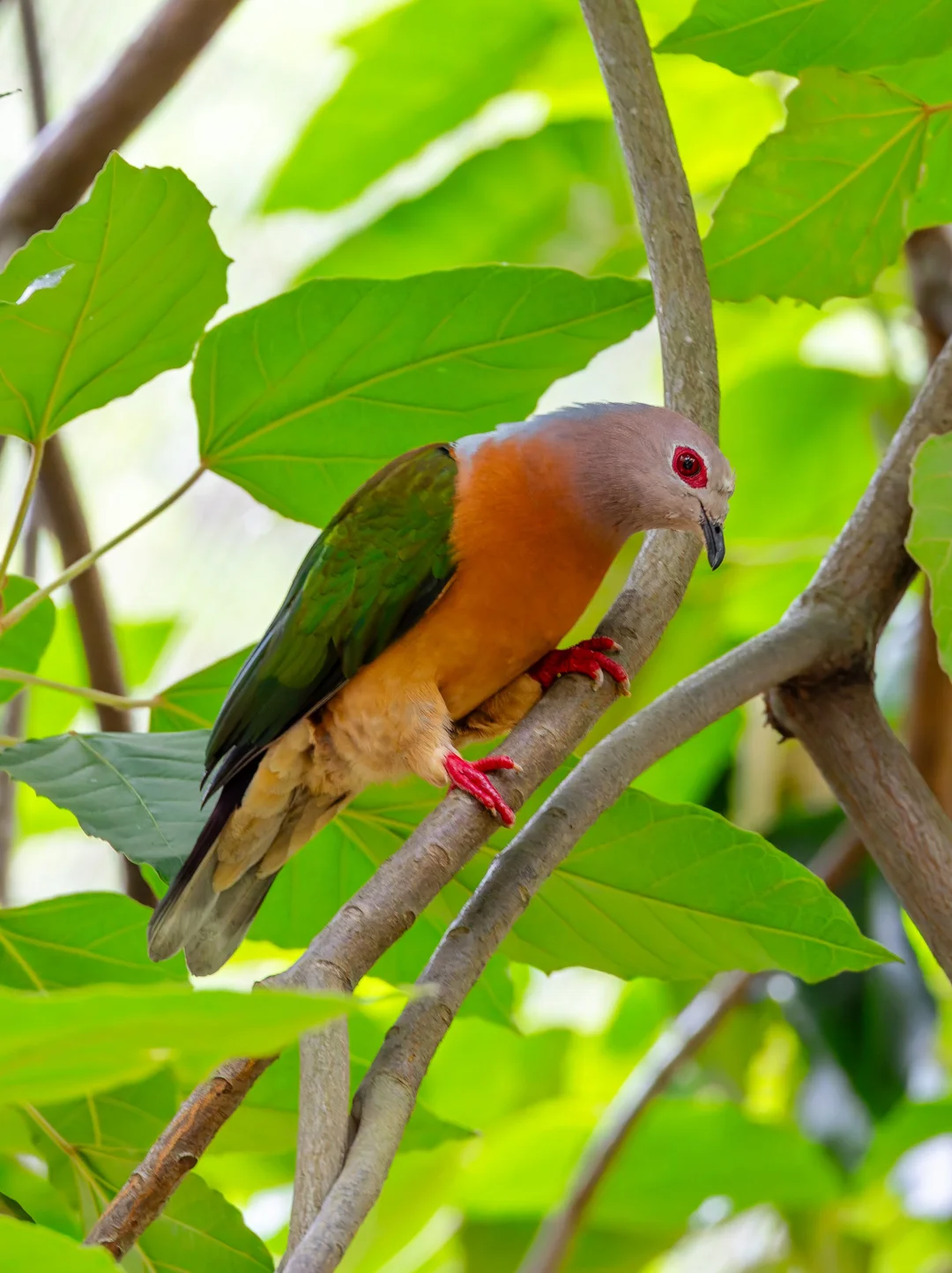 行踪隐秘的高级鸽子：紫尾皇鸠