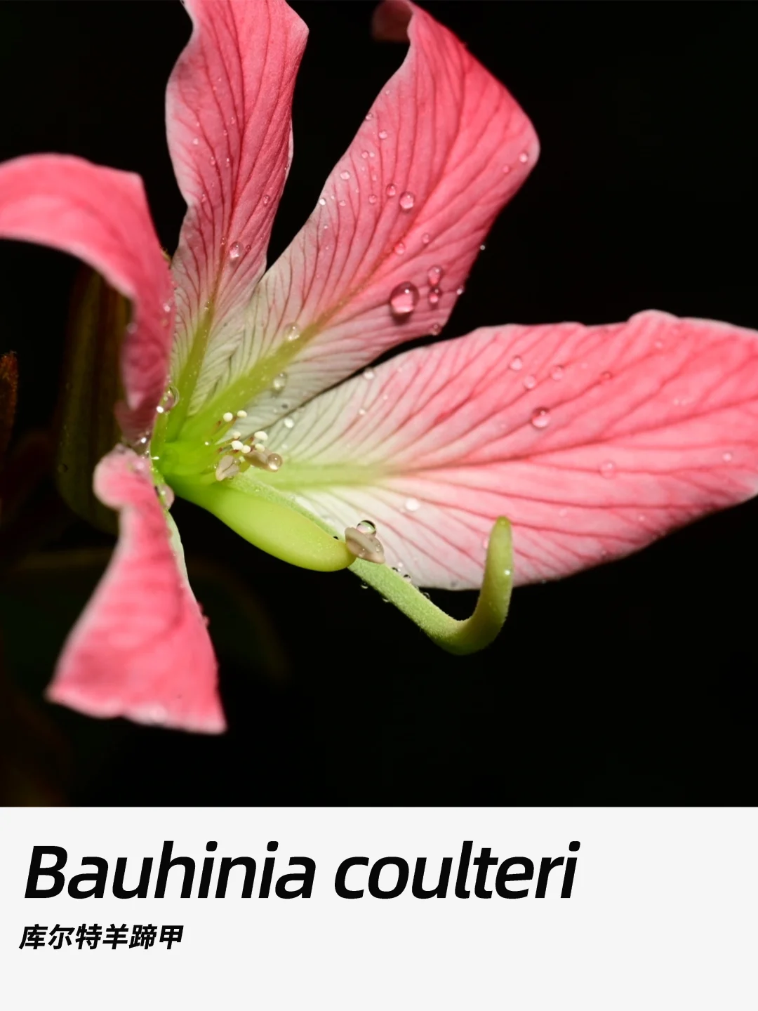 带你每天认识一种花材400｜库尔特羊蹄甲