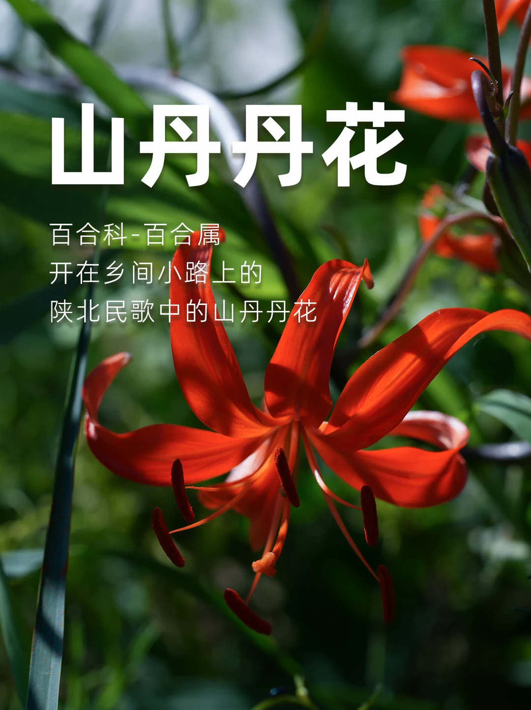 就是那个山丹丹花开红艳艳