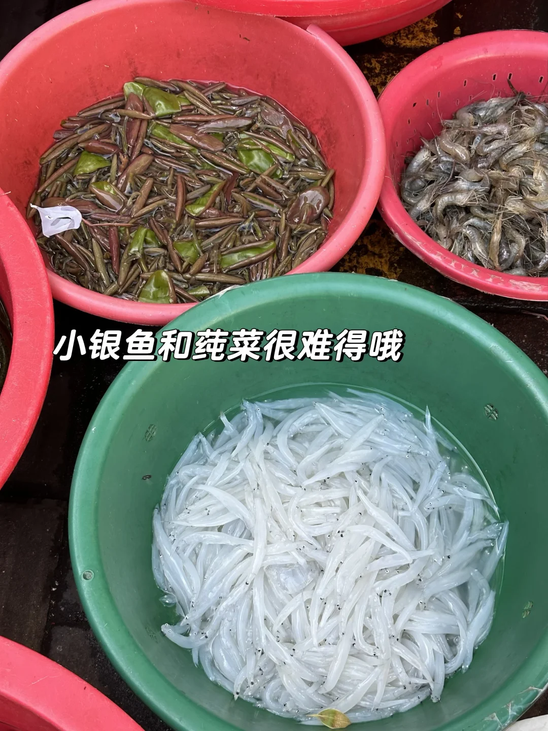 苏州早起的菜市场就会有意想不到的收获