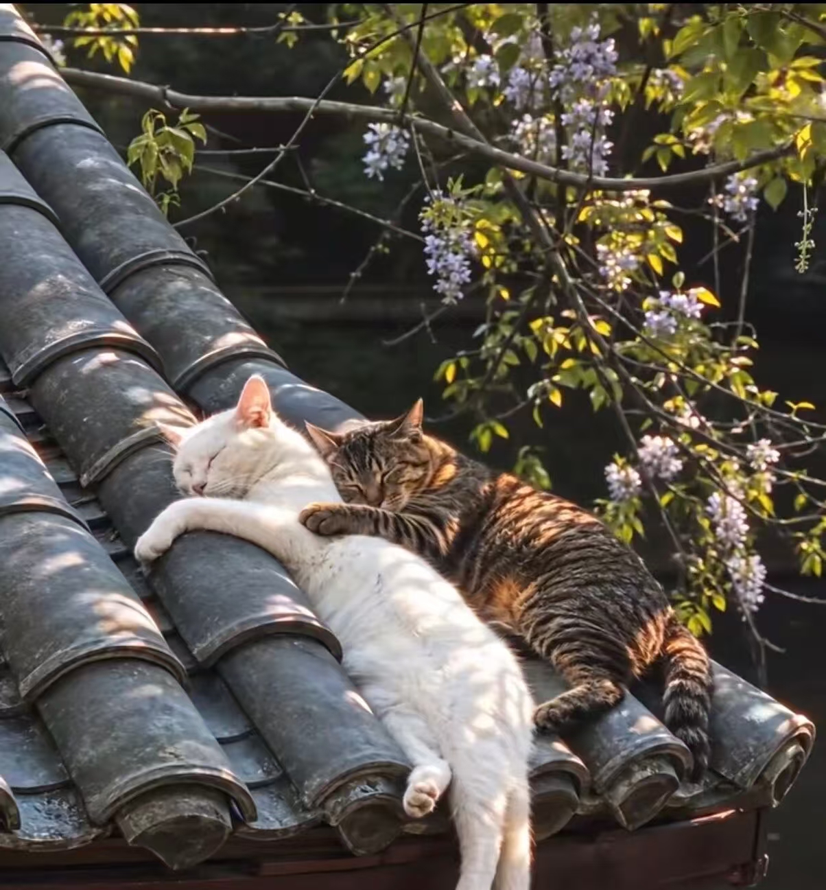 诗（猫眠）

作者/凤非
青瓦参差映日斜
双猫偎抱睡晴霞
紫藤垂影香风软
留一句