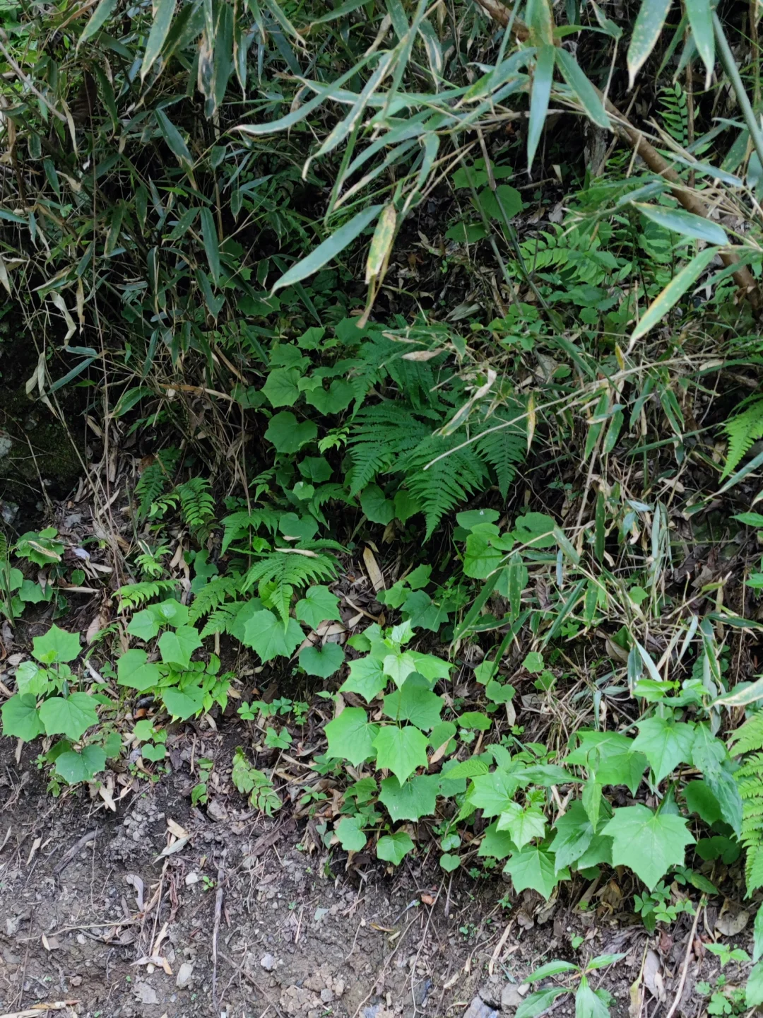 今天山路上碰到一条挺大的蛇