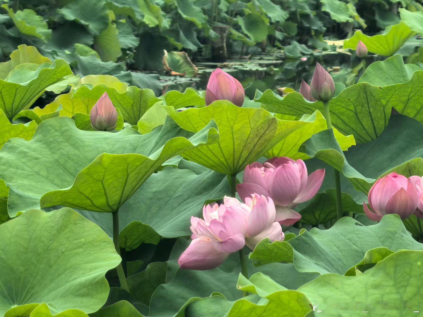 [超话]夏天来啦 ​​​