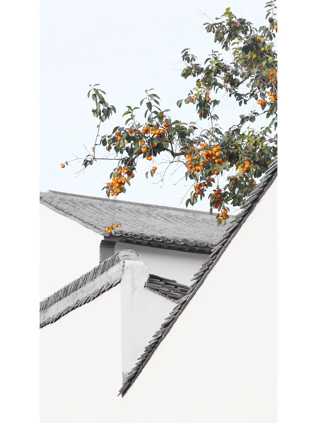 柿柿如意 | 火爆全网的苏州北寺塔柿子树🍅