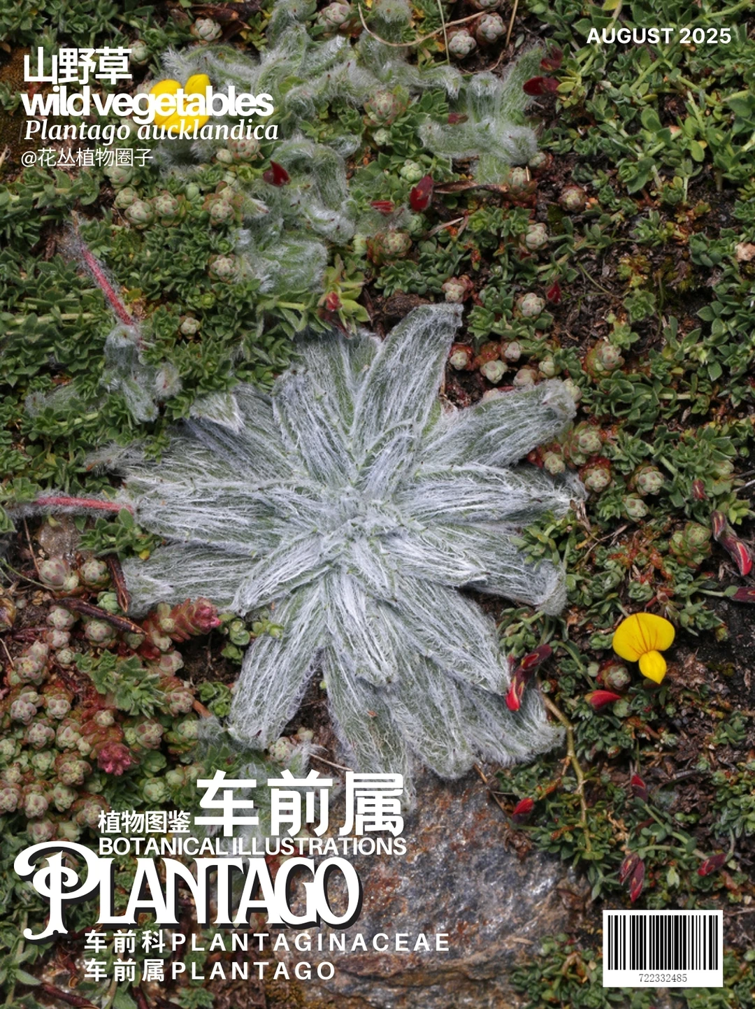 九草符咒之车前Plantago