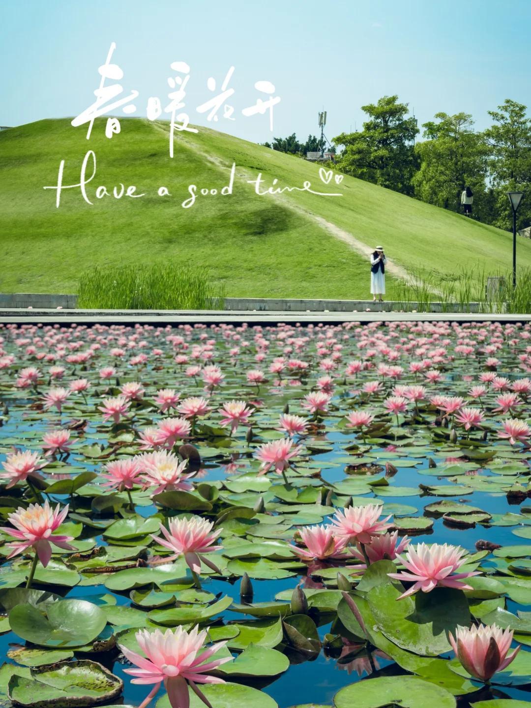 厦门拍照📸海湾公园睡莲开啦❗️中午才有
