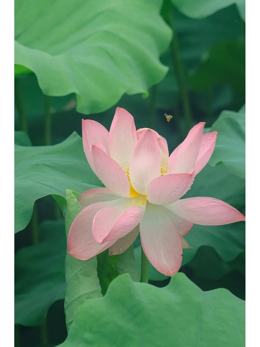 武汉拍照/任何人错过夏雨荷我都会伤心的❗