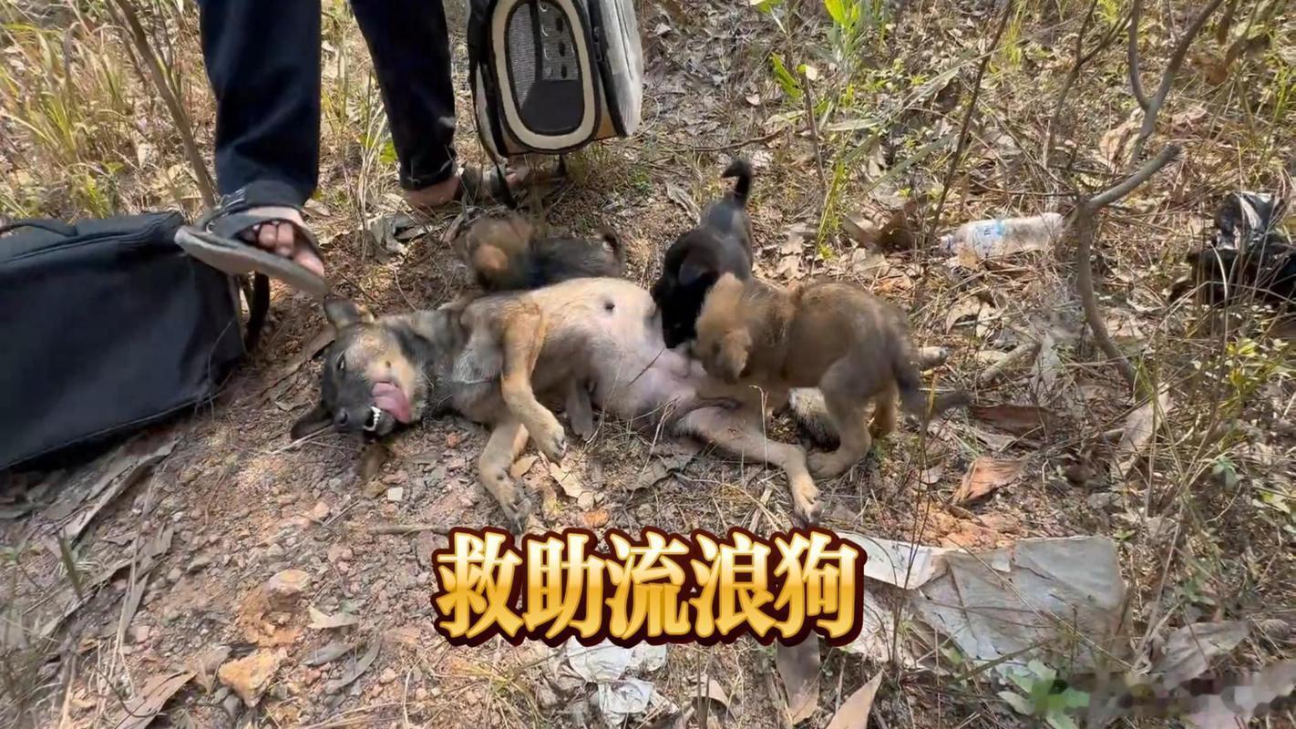 在网上看到一个视频，讲的是一只流浪狗被救助后的变化。 
从开始的胆小害怕到后来的活泼粘人，整个过程看得我眼泪汪汪。 
每个生命都值得被善待，希望大家都能用领养代替购买。#流浪动物# ​