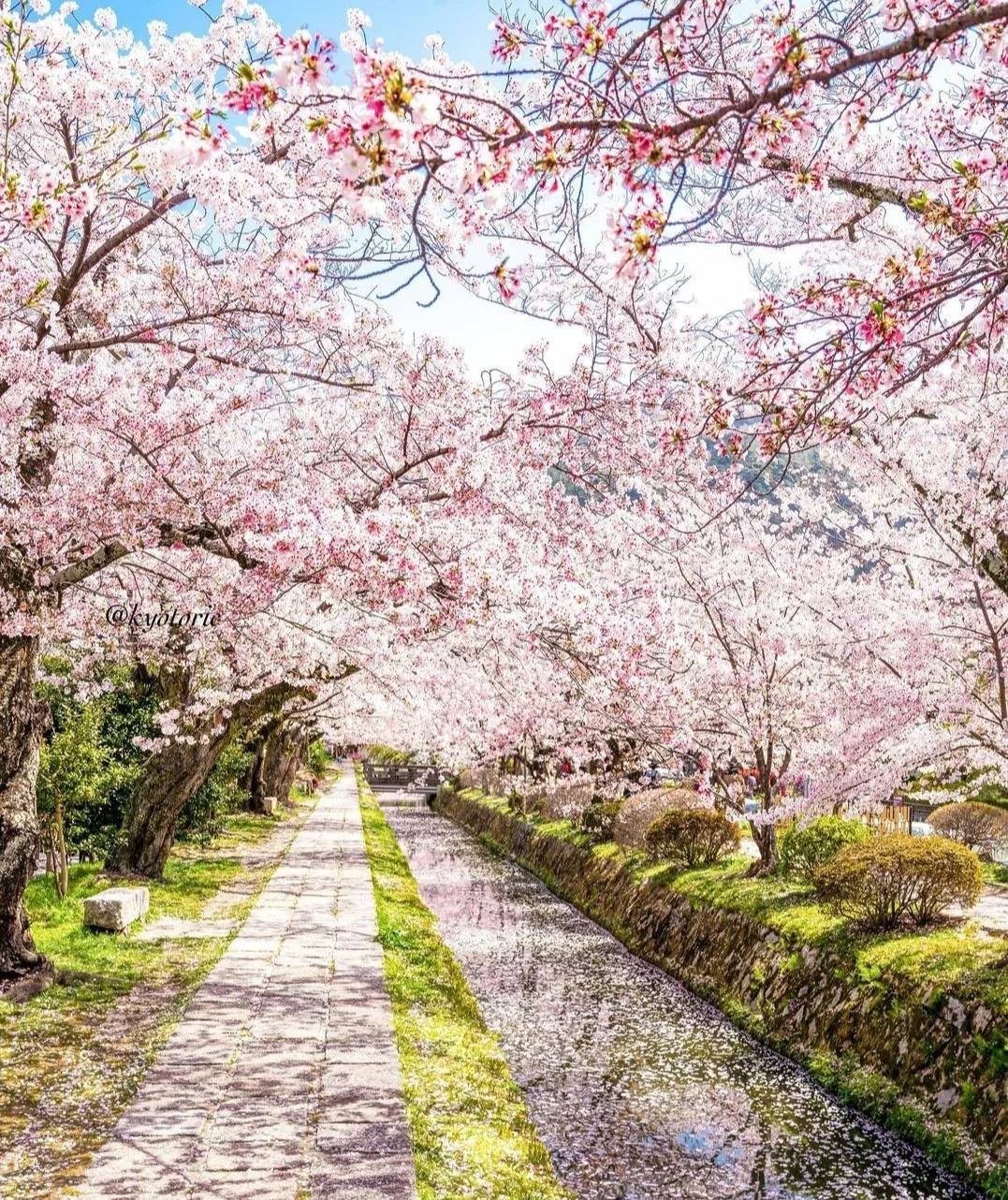 日本京都|清水寺樱花季开启赏樱之旅吧