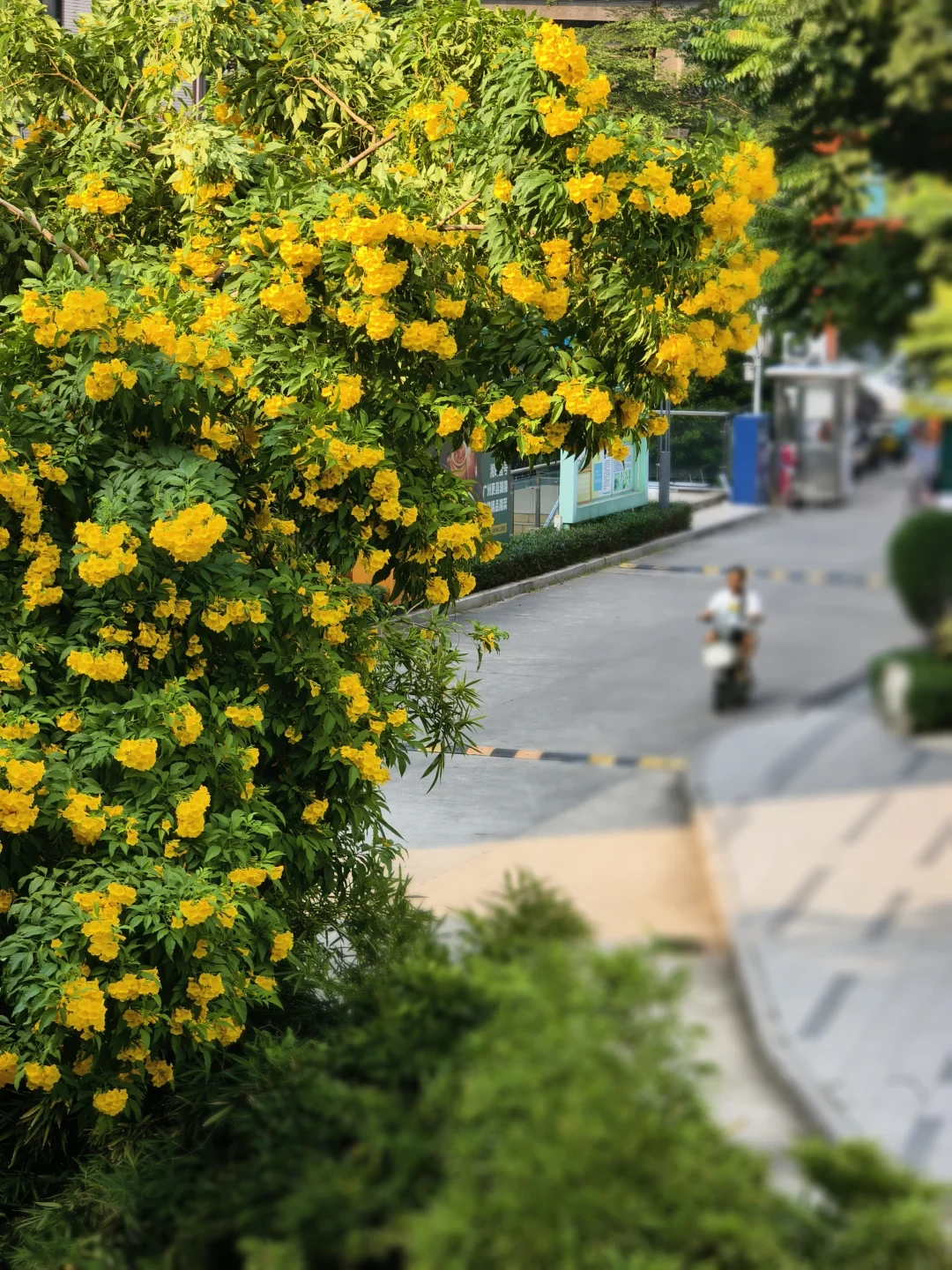 黄钟花/枝上悬金钟，风来闻浅香~