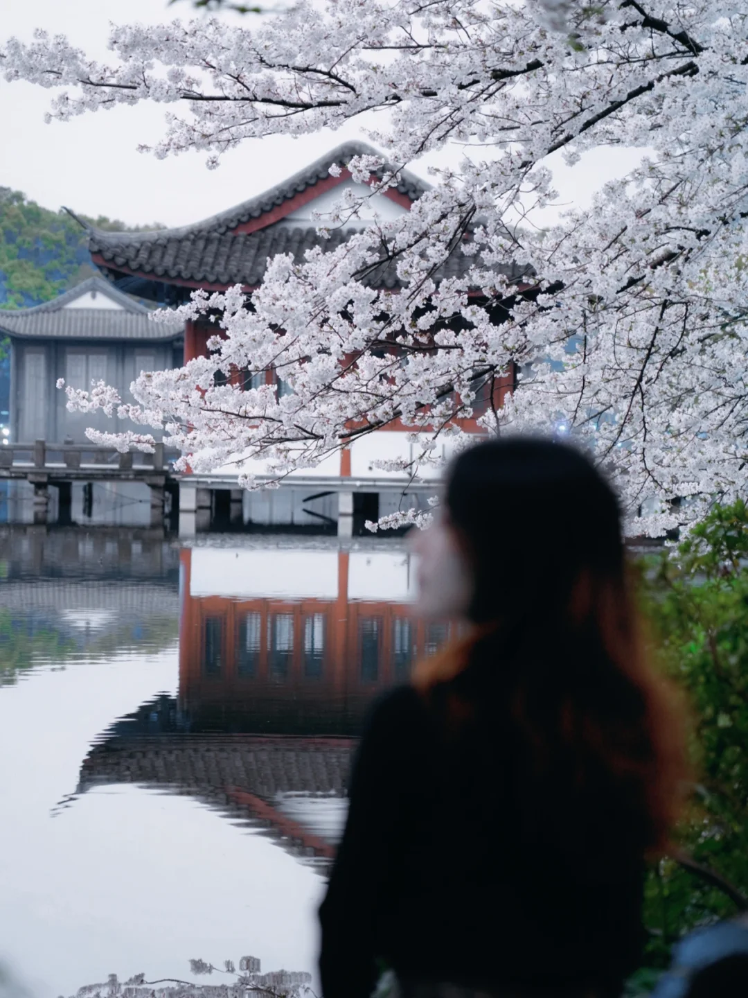 走遍西湖，还是觉得这个樱花机位最绝‼️