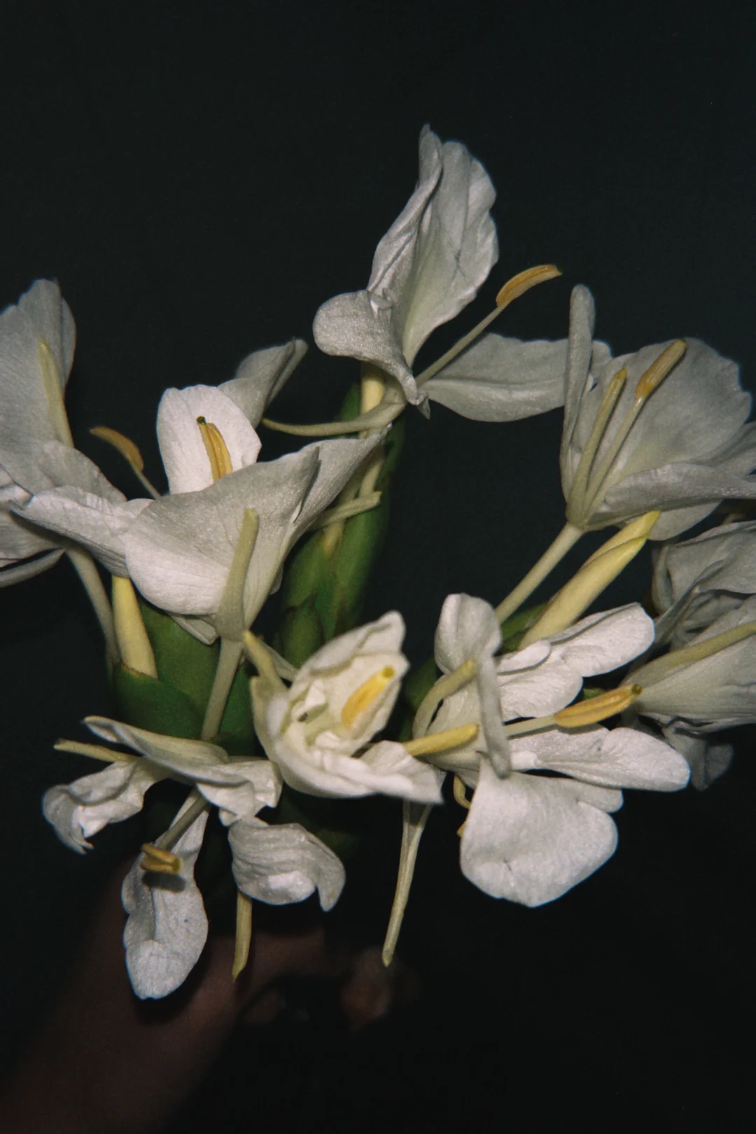相册里的一些花