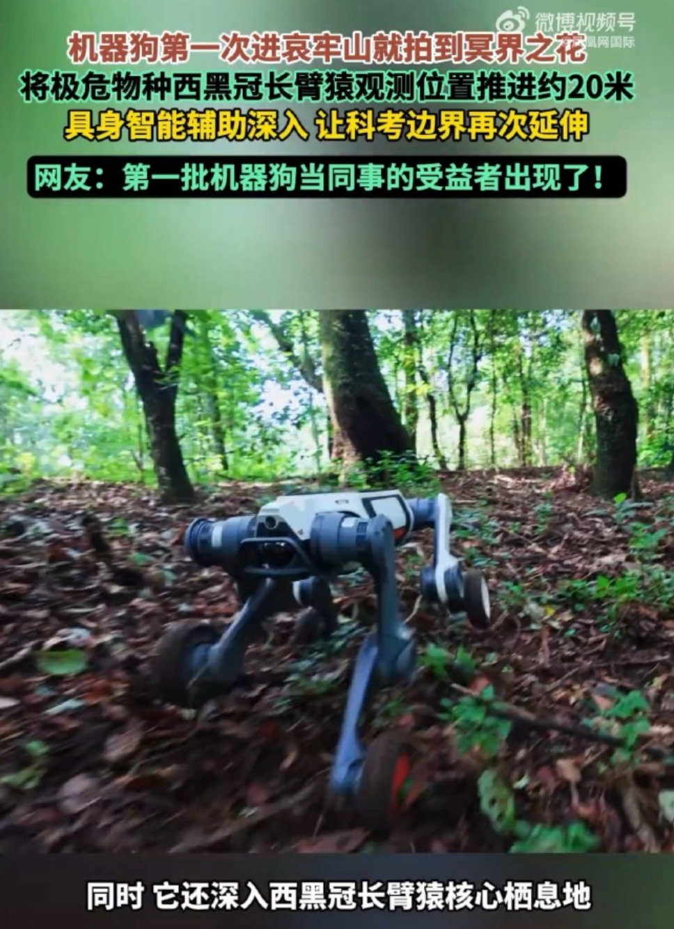 #机器狗第一次进哀牢山就拍到冥界之花# 深入险地，上山下海，才是机器人最应该替代人类的工作，期待更多的进步 ​