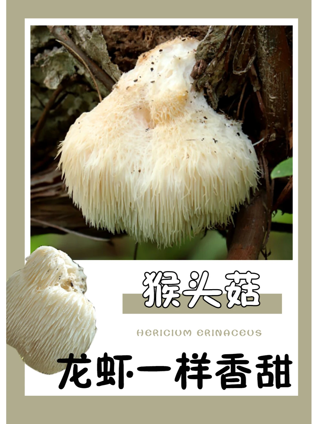 已经被列为保护名录，不然真的很想尝一尝