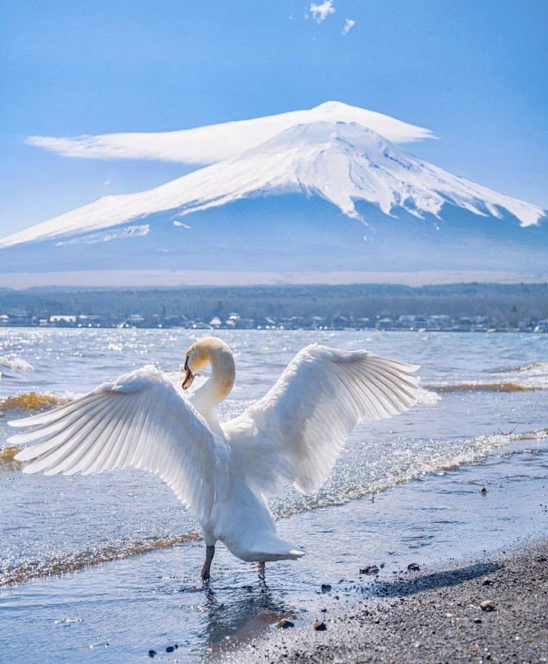 日本山梨县丨天鹅湖富士山繁花海宝藏景点