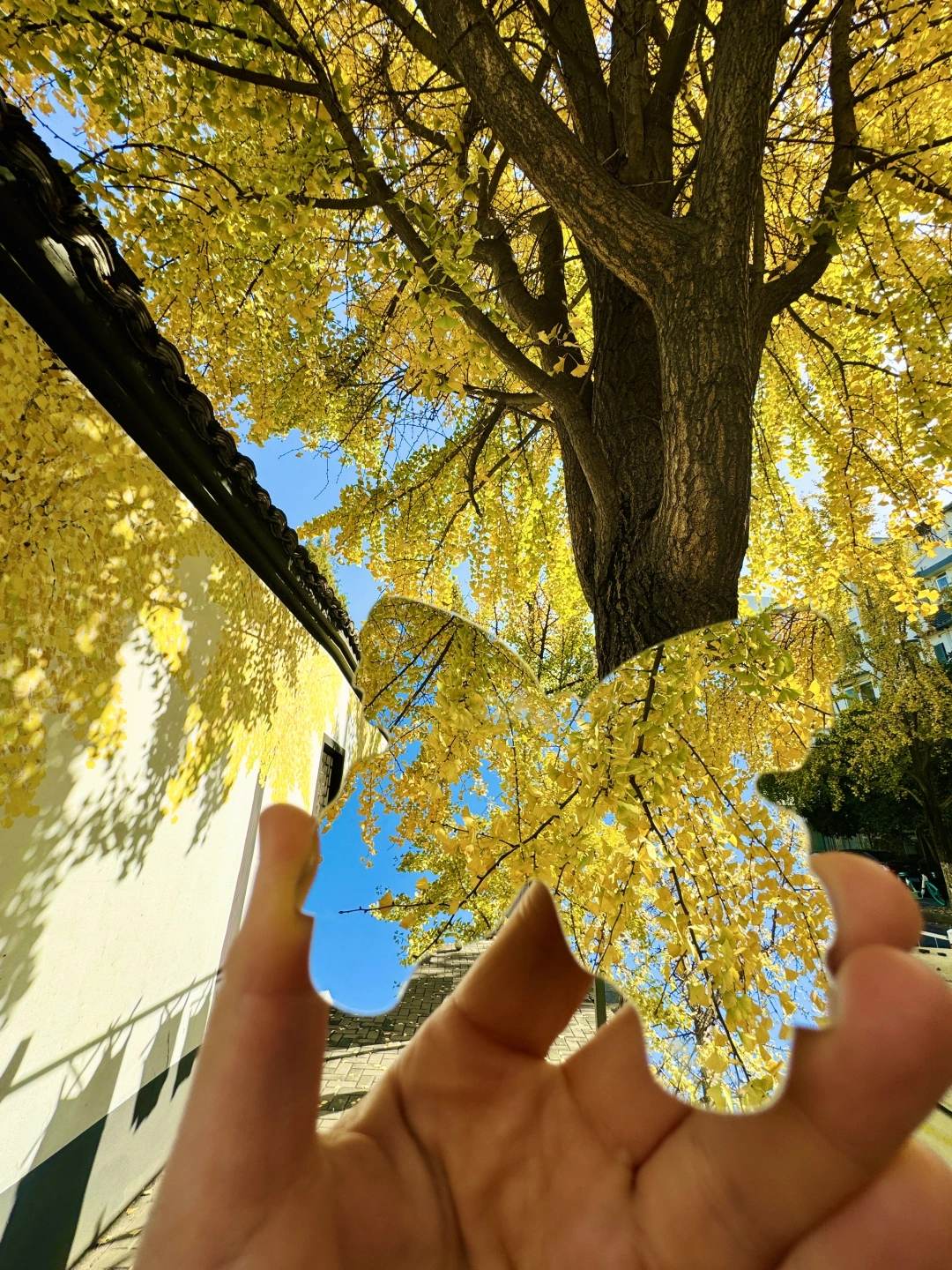 杭州的银杏叶真是鲨疯了（附攻略）