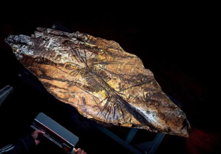 太酷了，这块来自乌海的化石！