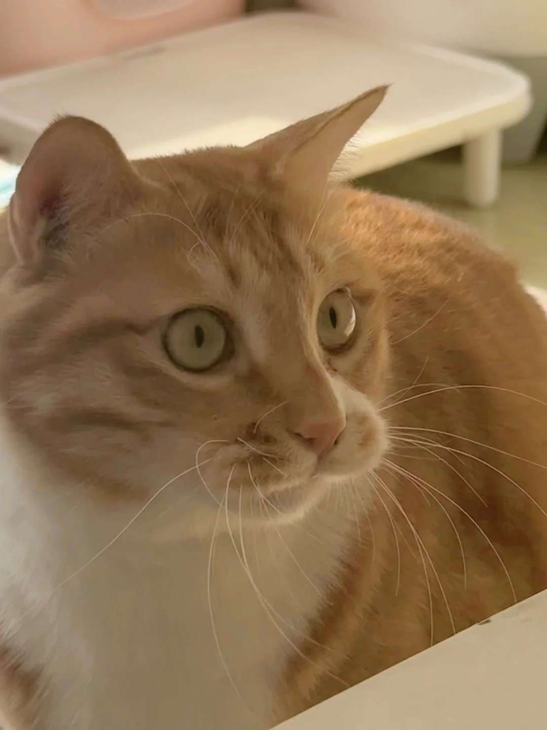 咪，你的嘴筒子好翘