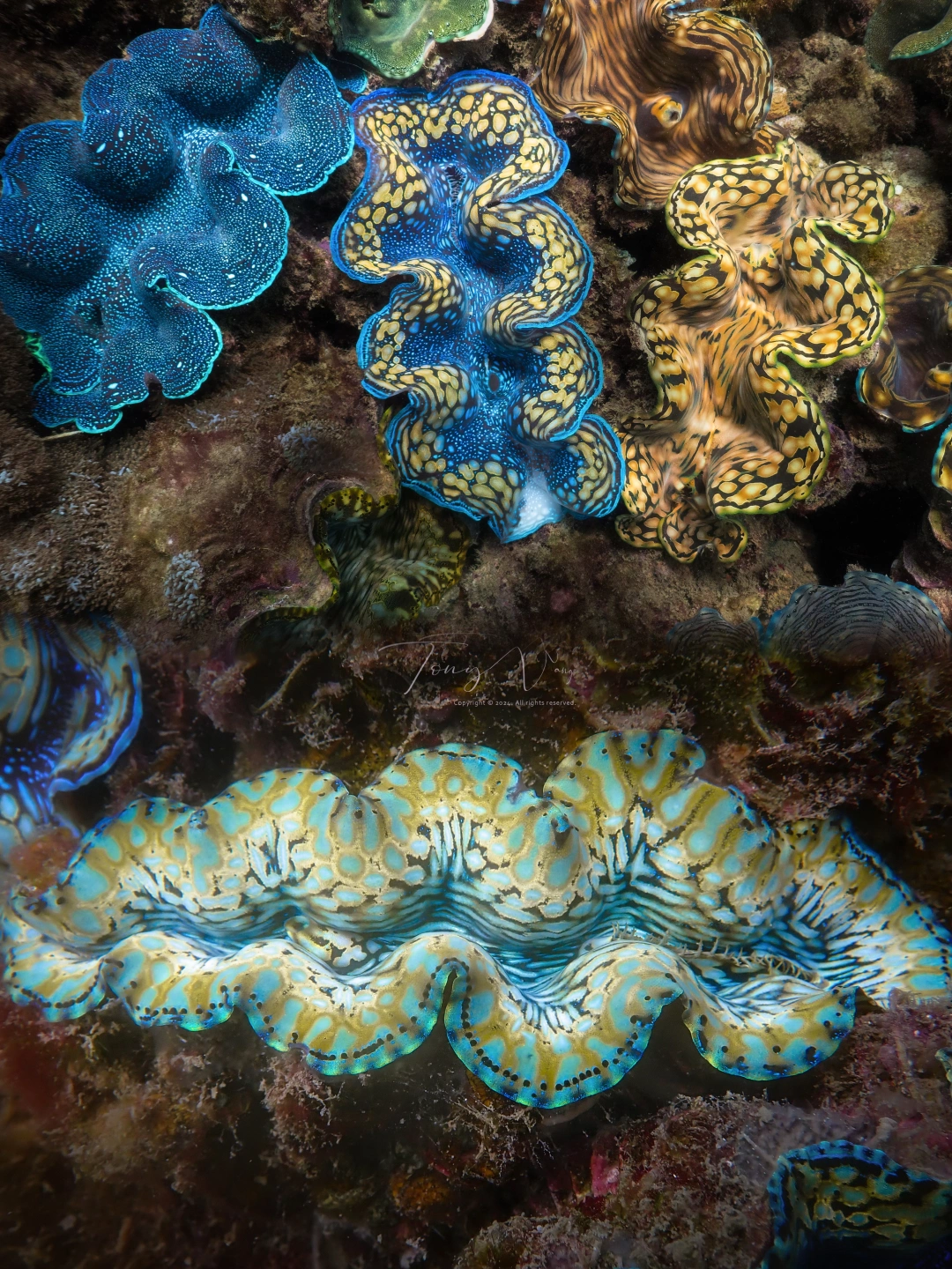 在三亚的海底也能爽看砗磲？