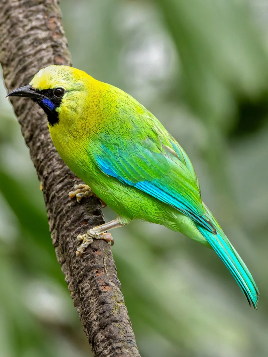 蓝翅叶鹎的飞羽好像会发荧光