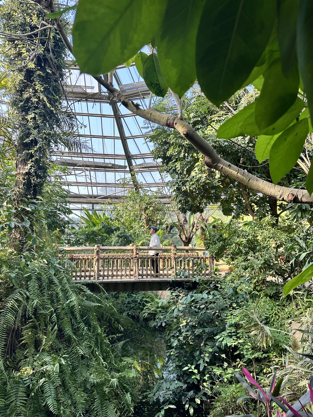 原来华南植物园温室区别有洞天。