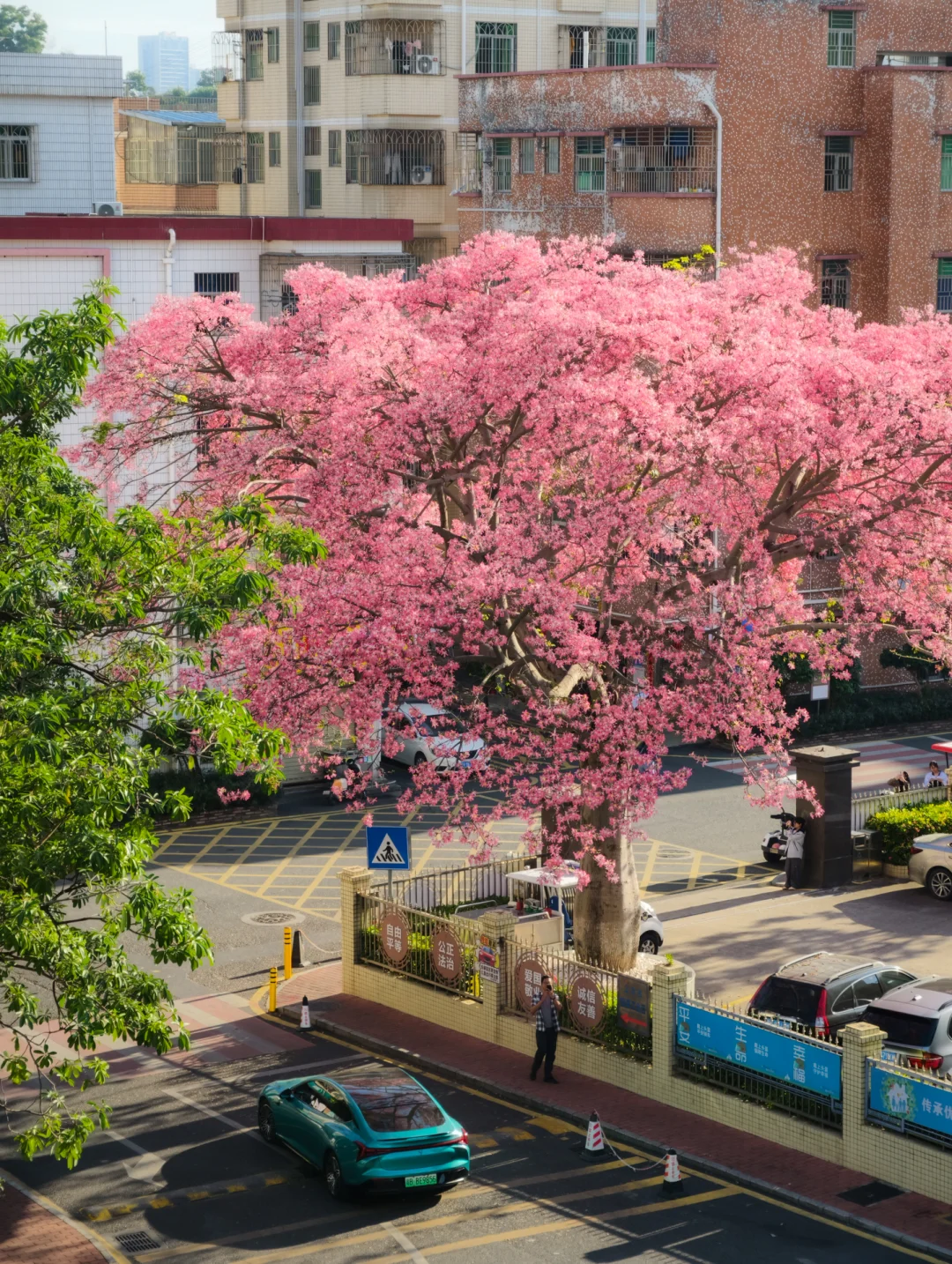 深圳也有自己的花王🌸，美的像动漫❗️