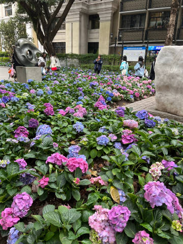 原来沙面岛的花是无尽夏吗