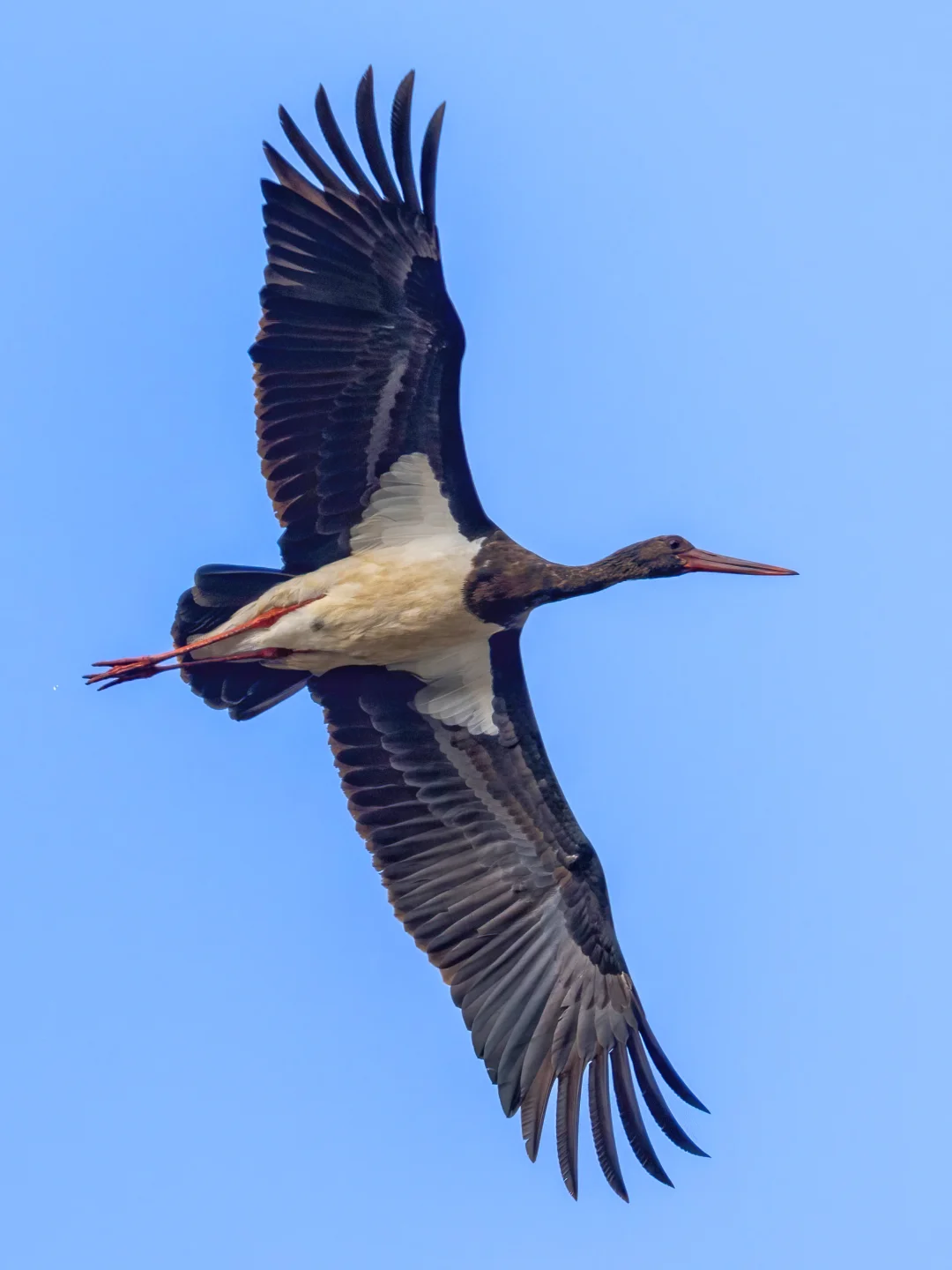 国一黑鹳的大翼展翱翔
