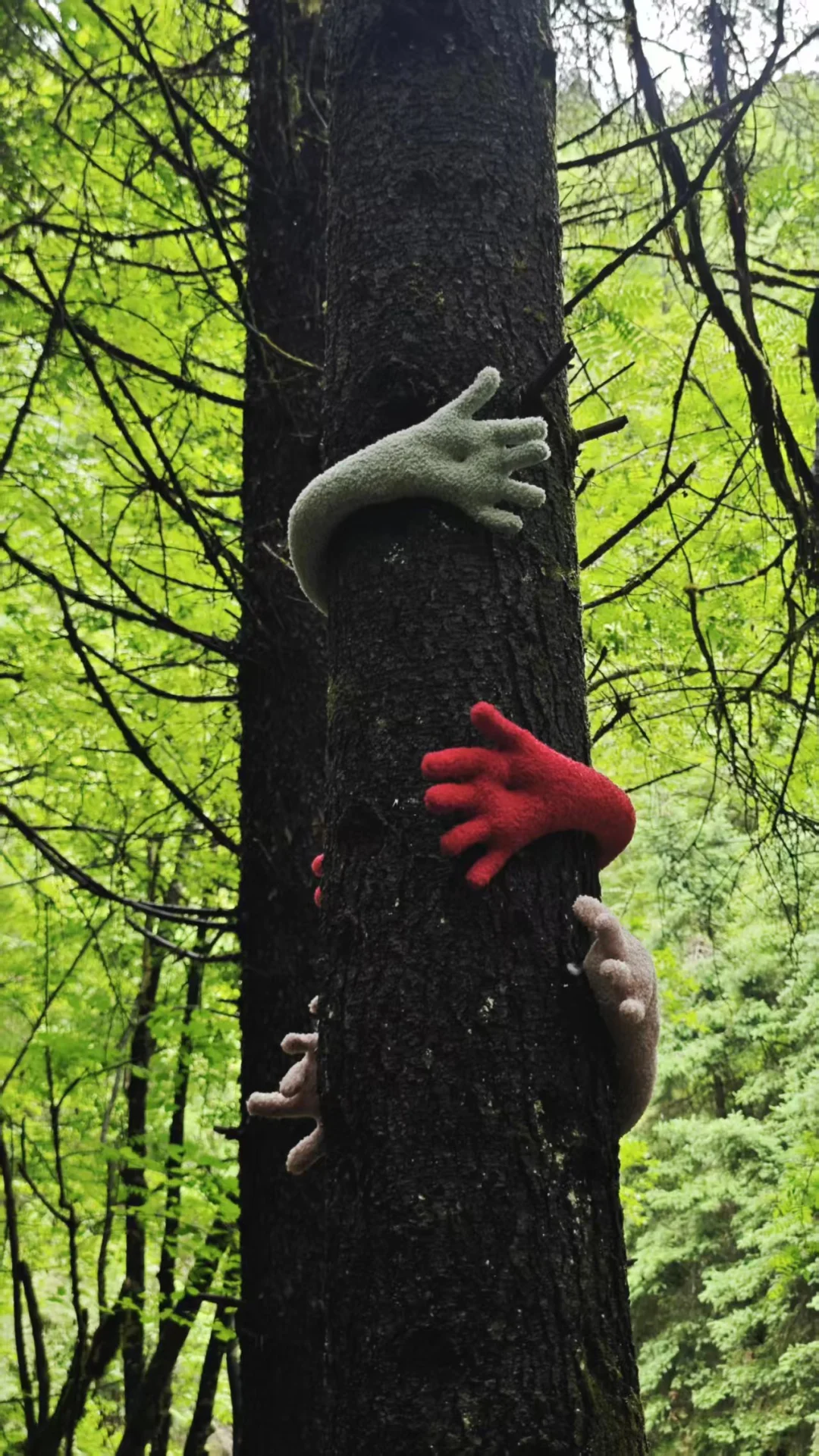 森林里的树成精了！